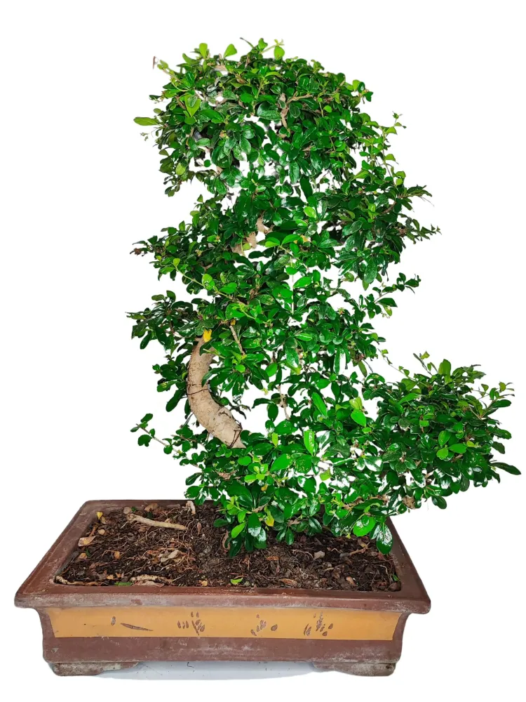 Bonsai carmona S-shape Altezza Pianta 80 cm