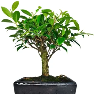 Bonsai Ficus Retusa Ball - Altezza Pianta 35 cm