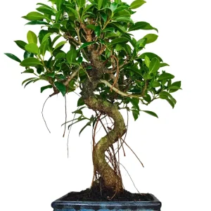 Bonsai Ficus Retusa S-Shape - Altezza Pianta 40 cm