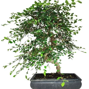 Bonsai Zelkova S-Shape - Altezza Pianta 50 cm