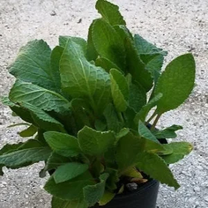 Borragine – Pianta rustica con fiori eduli azzurri - Erba aromatica