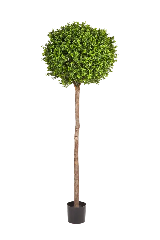 Bosso artificiale - Rayan | 170 cm