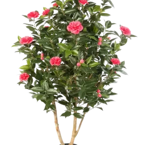 Camelia giapponese artificiale - Phileas | 150 cm