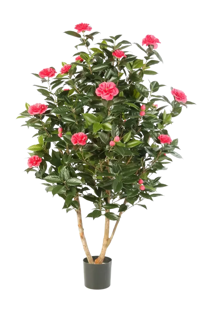 Camelia giapponese artificiale - Phileas | 150 cm