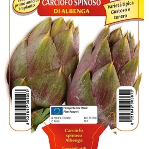 Carciofo spinoso di Albenga - 1 pianta v. 10 cm - Orto Mio