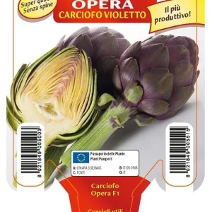 Carciofo Violetto Opera F1 - 1 pianta v.10 cm - Orto Mio