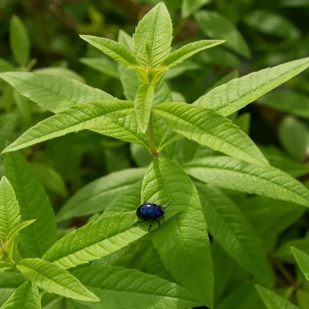 Cedrina – Erba Luigia (Lippia citriodora) – Verbena odorosa pianta aromatica profumata al limone
