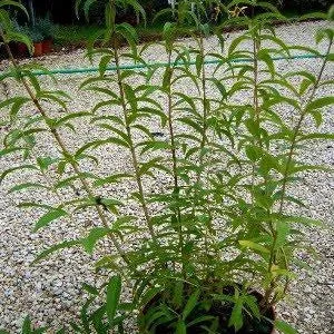 Cedrina – Erba Luigia (Lippia citriodora) – Verbena odorosa pianta aromatica profumata al limone