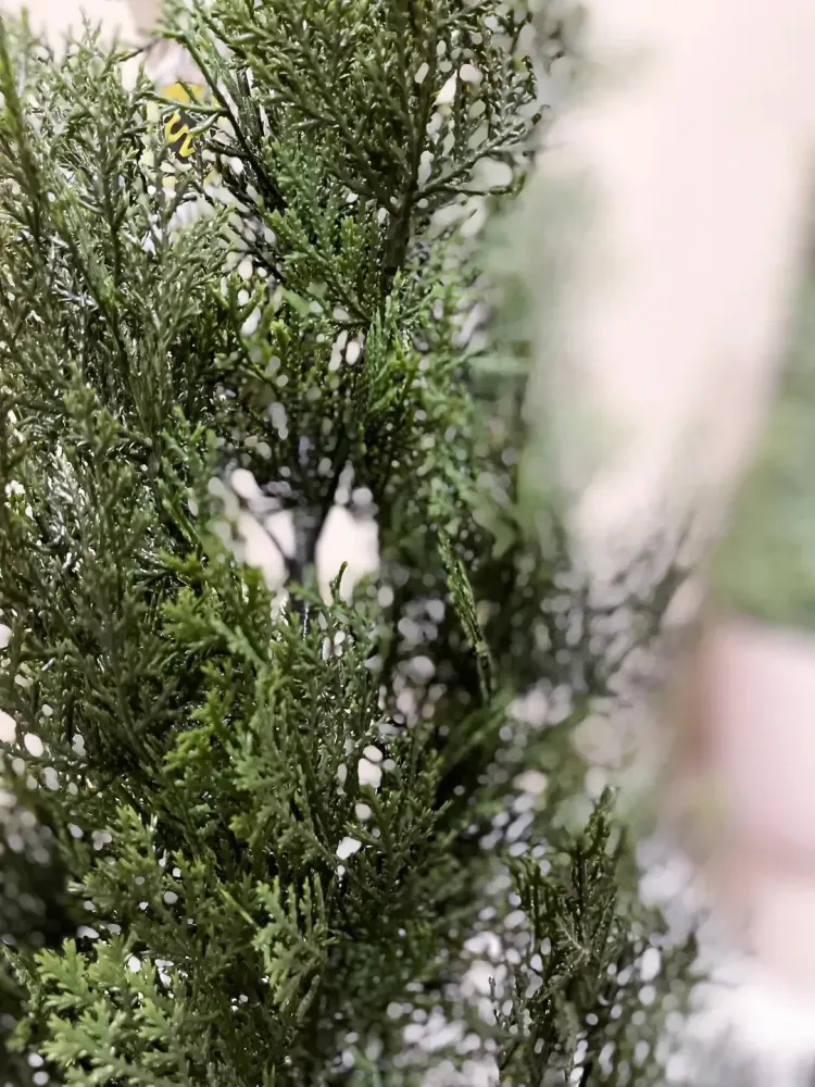 Cedro artificiale - Mira | 90 cm