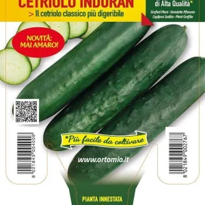 Cetriolo digeribile Induran F1 - 1 pianta innestata v.14 cm - Orto Mio