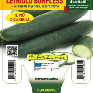 Cetriolo Lungo Digeribile Burpless F1 Innestato - 1 pianta v.14 cm - Orto Mio