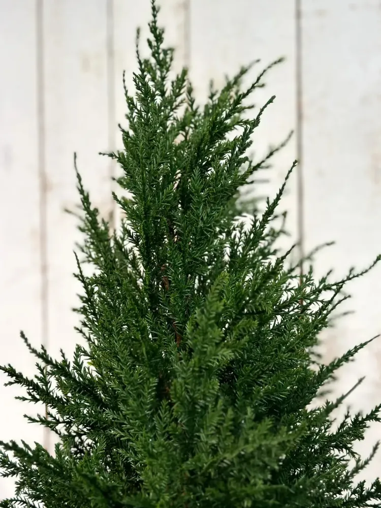 Cipresso artificiale - Pepe | 120 cm