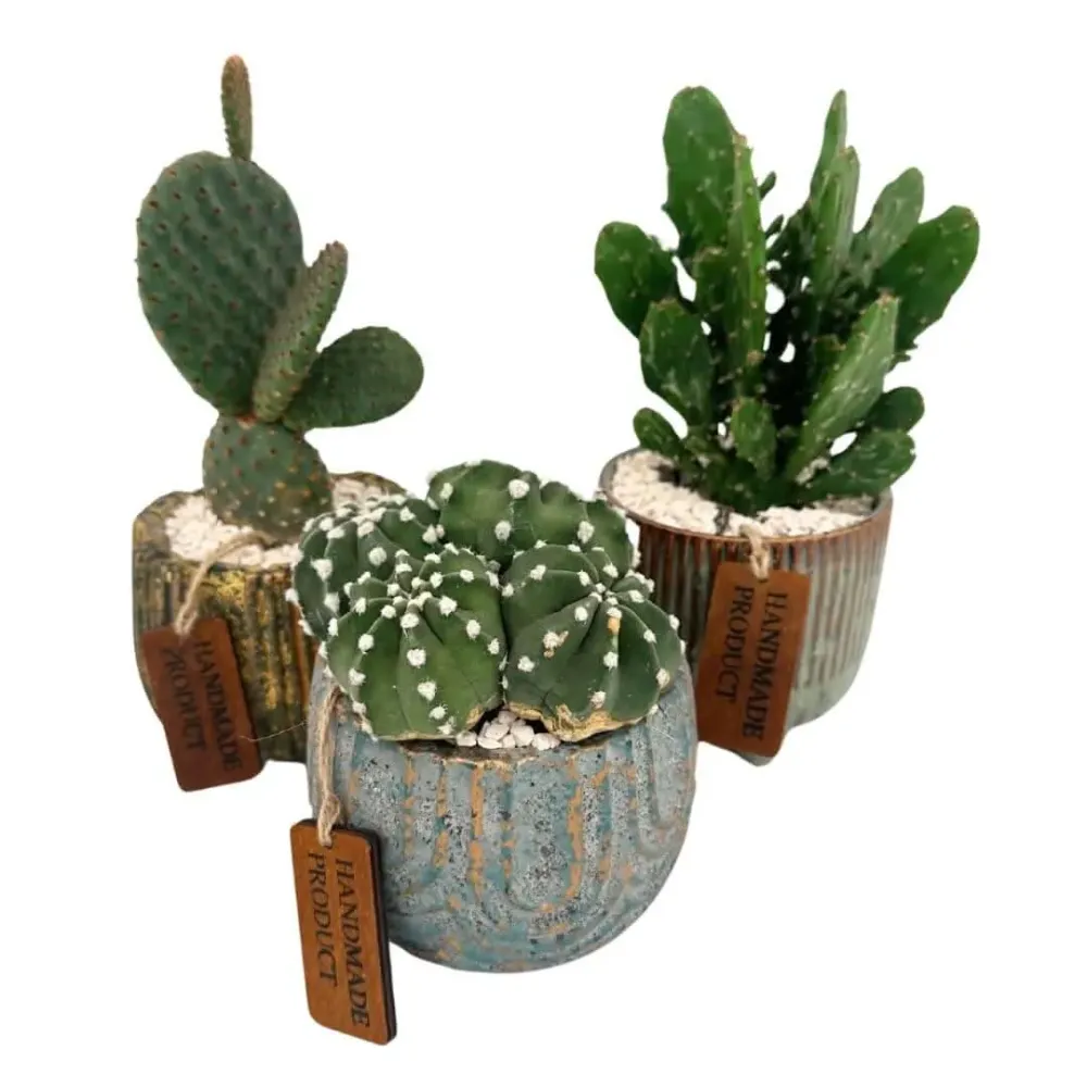 Composizione di una pianta grassa vaso ceramica decor
