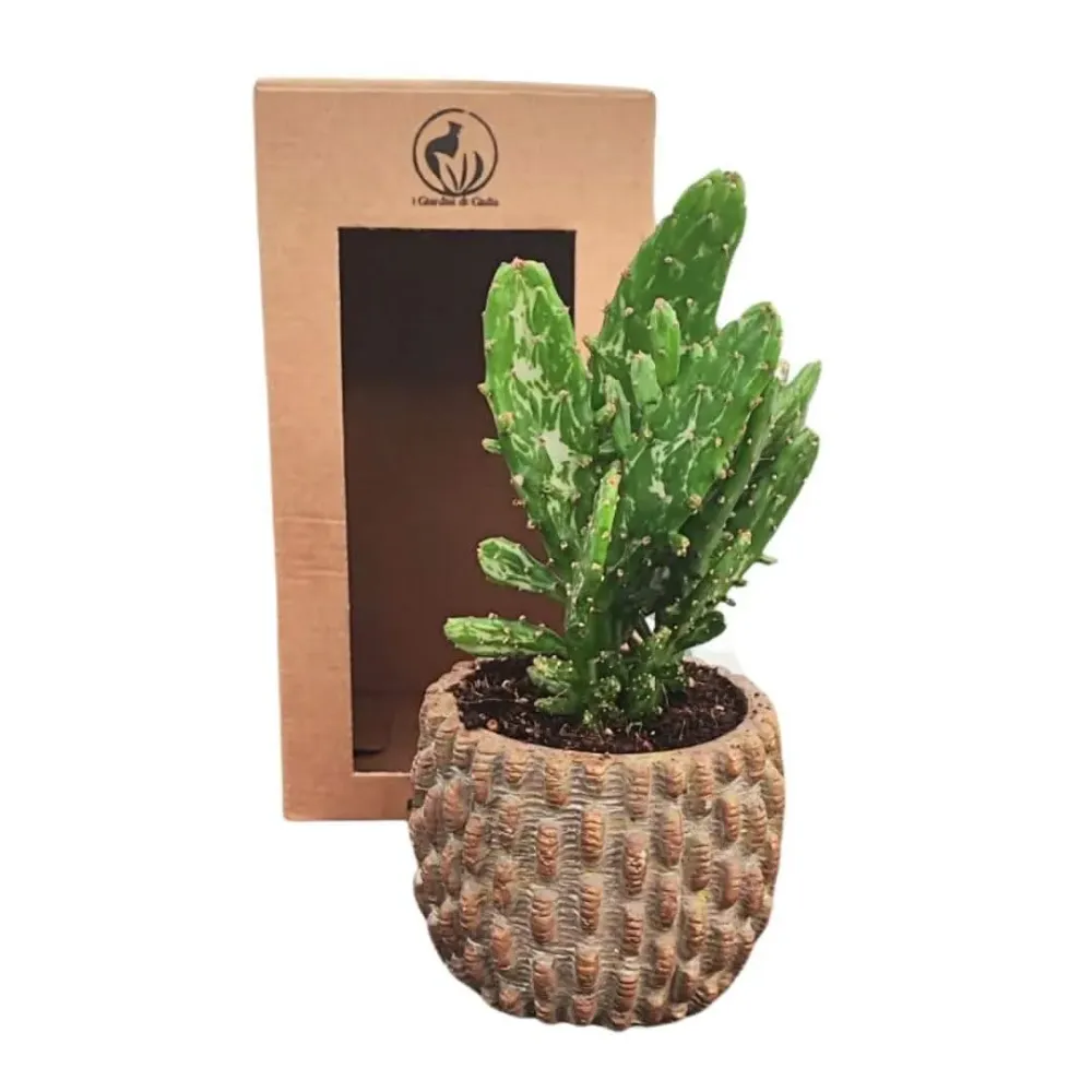 Composizione di una pianta grassa vaso ceramica decor