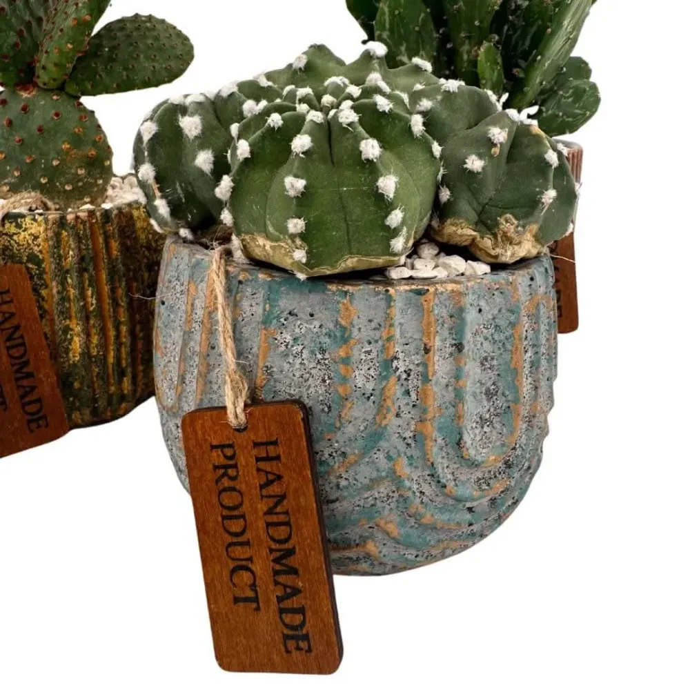 Composizione di una pianta grassa vaso ceramica decor