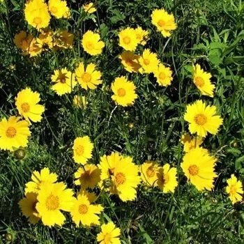 Coreopsis Fiore Giallo – Pianta Perenne Resistente
