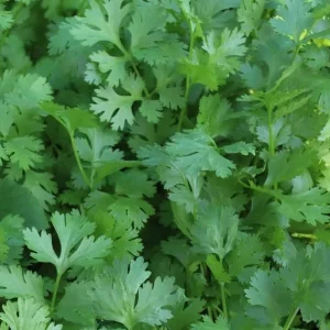 Coriandolo – Pianta aromatica annuale per cucina etnica, insalate e infusi