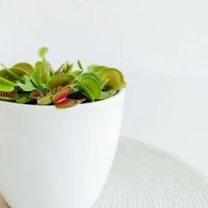 Dionaea Muscipula pianta carnivora