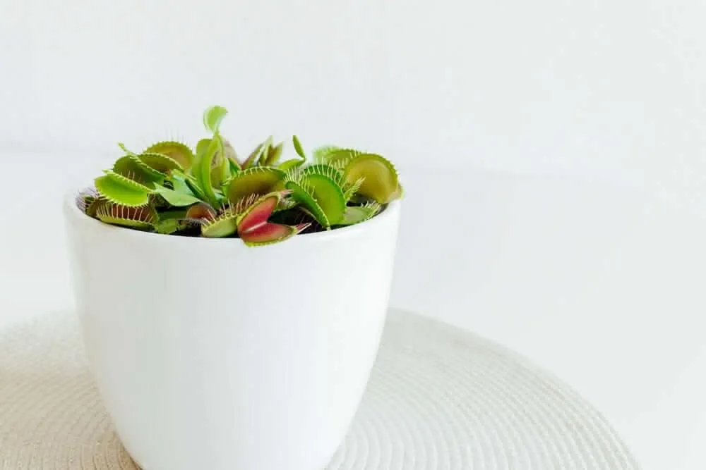 Dionaea Muscipula pianta carnivora