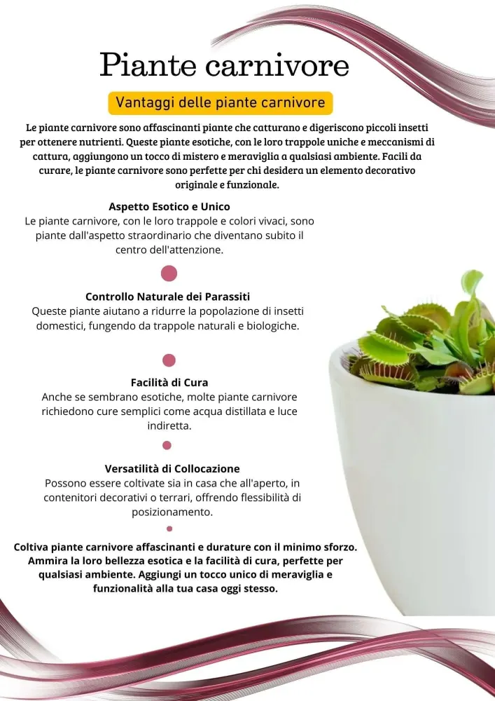 Dionaea Muscipula pianta carnivora