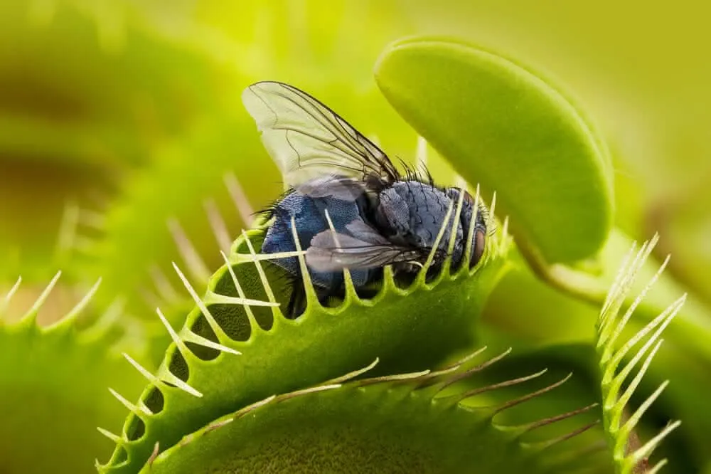 Dionaea Muscipula pianta carnivora