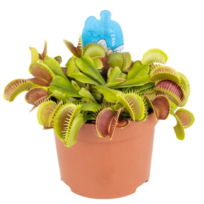 Dionaea Muscipula pianta carnivora diametro 12 cm