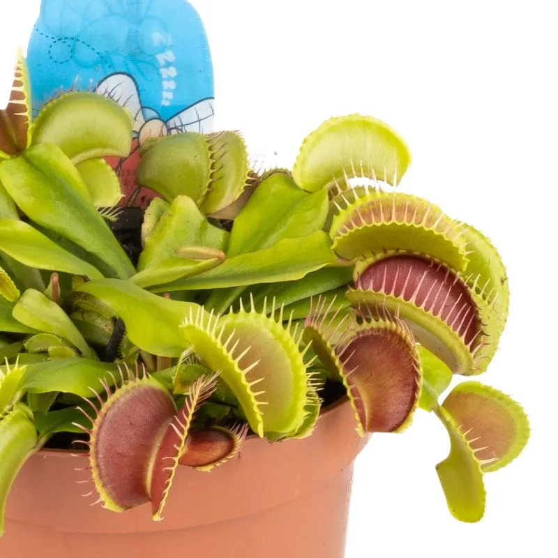 Dionaea Muscipula pianta carnivora diametro 12 cm
