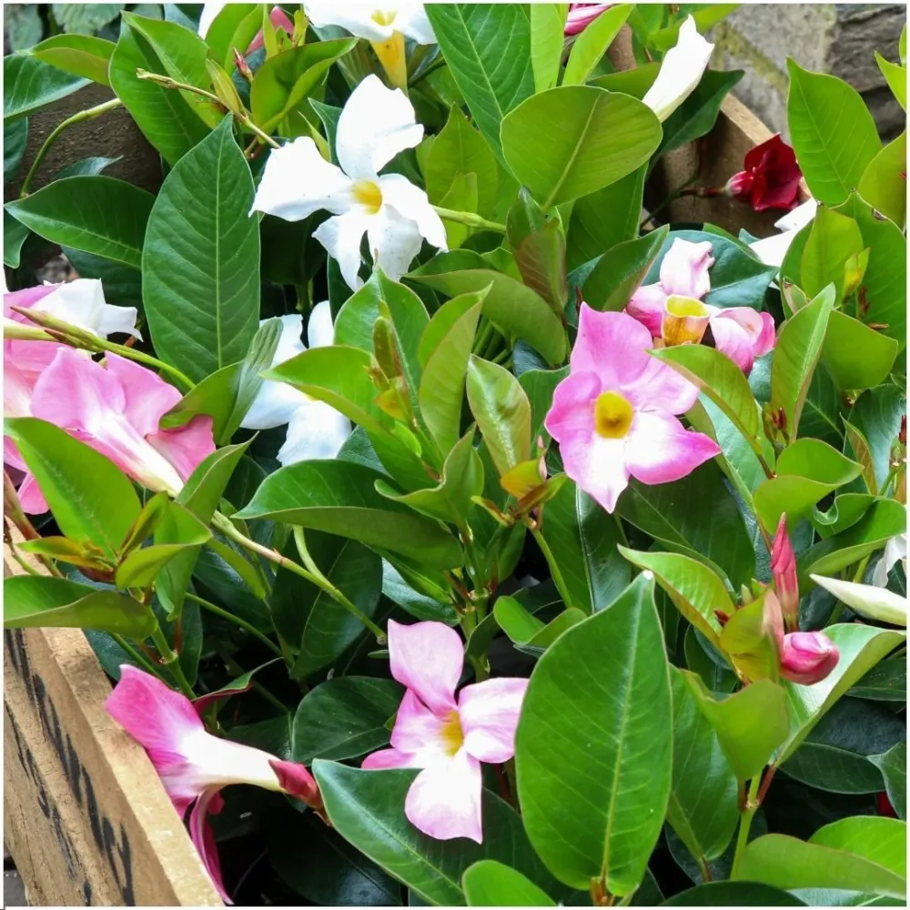Dipladenia bianca - D12cm - pianta da fiore da esterno