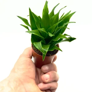 Dracaena fragrans Baby: Pianta Tropicale da Interno e terrarium