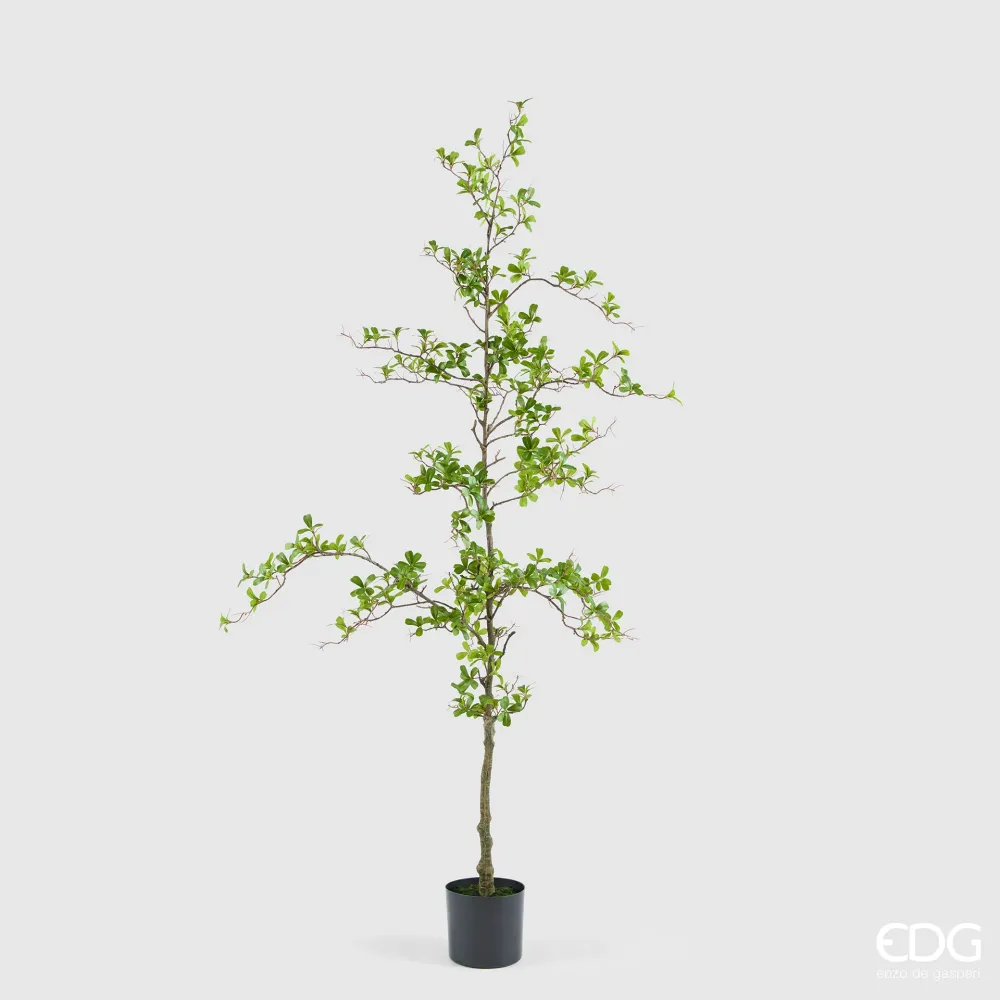 EDG Enzo De Gasperi Bucida Spinosa Artificiale