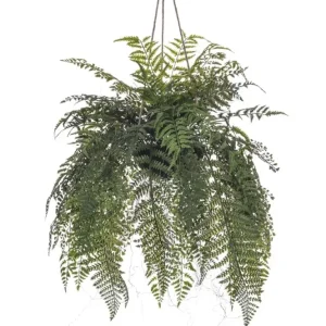 Fern mix hanging deco/ mix di felci
