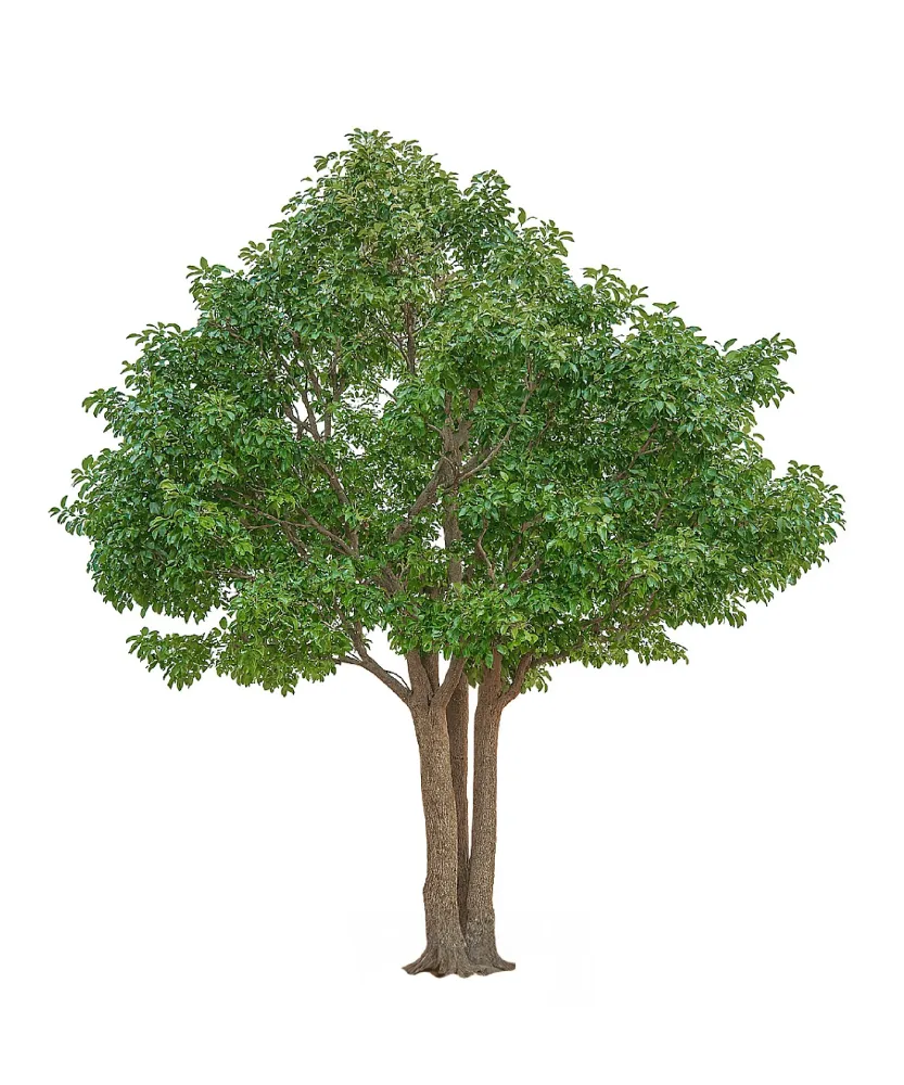 Ficus artificial Royal 3 m – 30 m