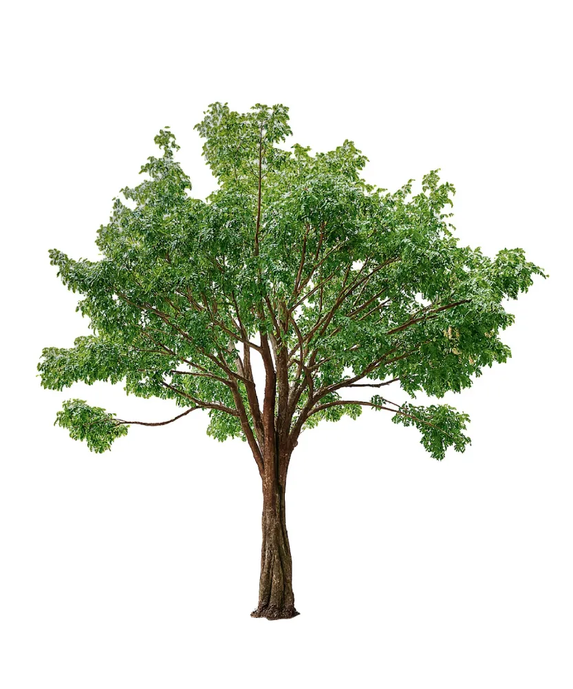 Ficus artificial Tropical 3m - 30m