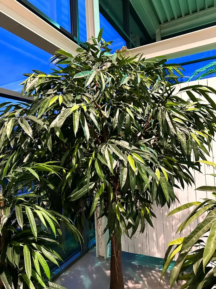 Ficus artificiale foglie lunghe - Johannes | 270 cm