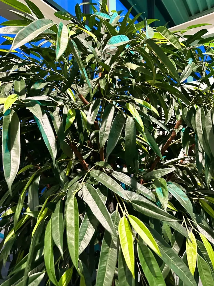 Ficus artificiale foglie lunghe - Johannes | 270 cm