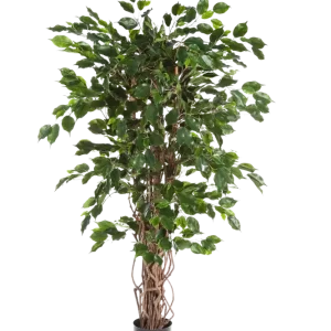 Ficus artificiale - Gelsomino | 210 cm