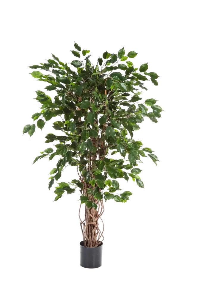Ficus artificiale - Gelsomino | 210 cm