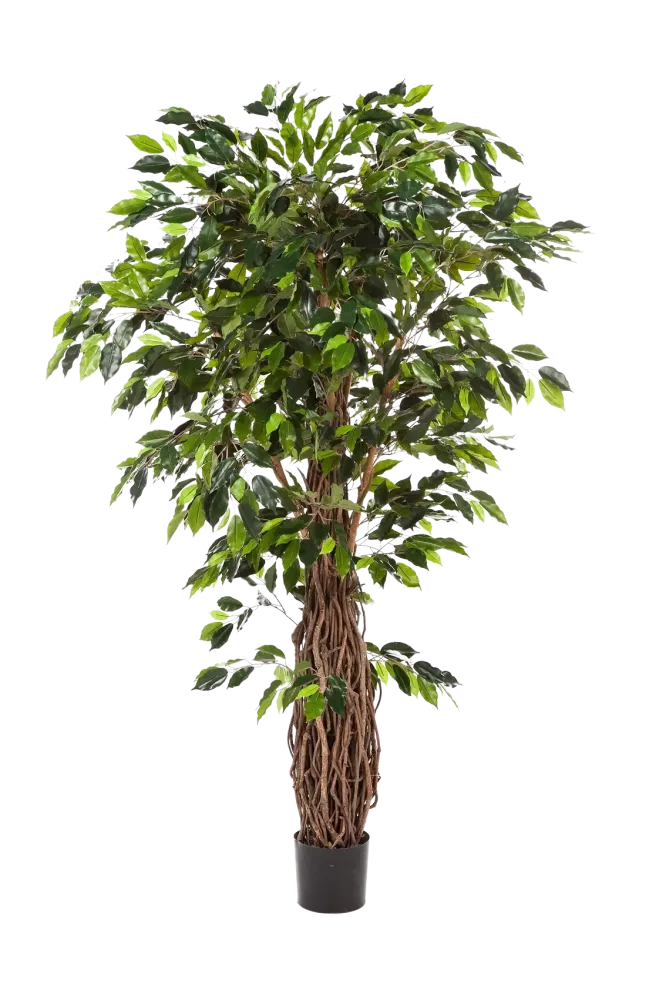 Ficus artificiale - Jannik | 300 cm