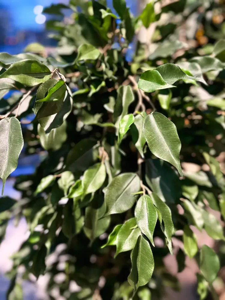 Ficus artificiale - Joshua | 180 cm