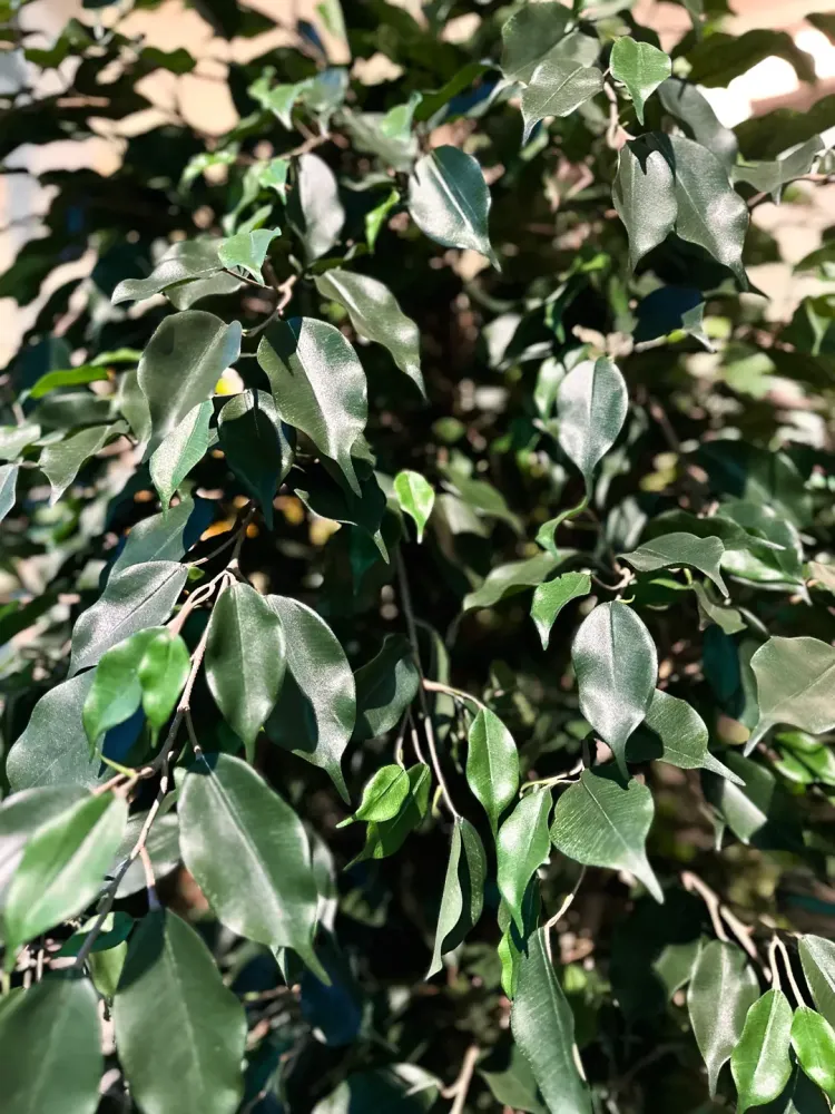 Ficus artificiale - Joshua | 180 cm