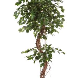 Ficus artificiale - Joshua | 210 cm