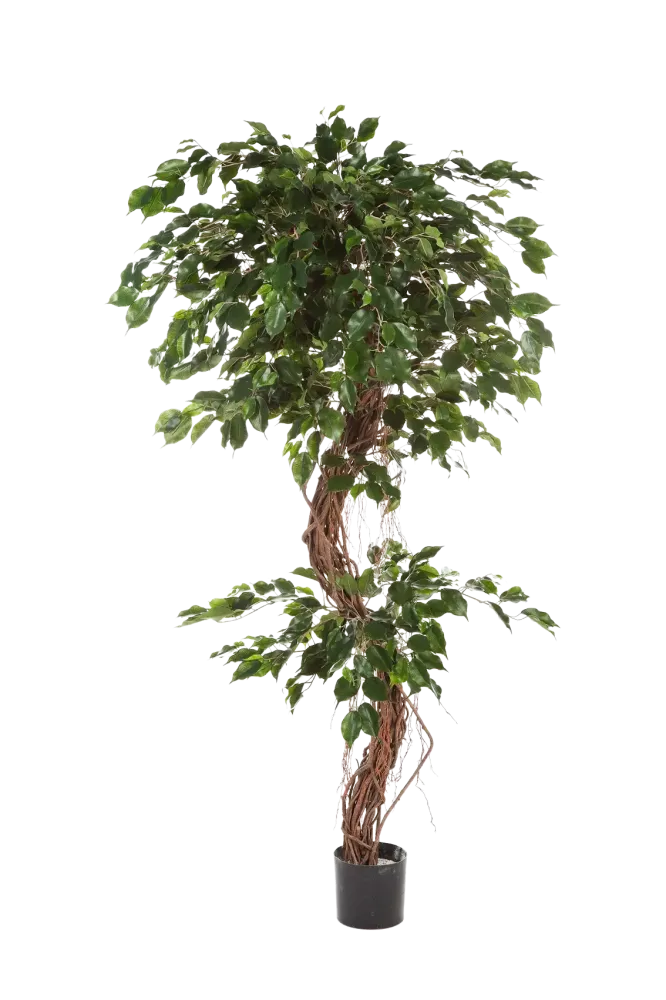 Ficus artificiale - Joshua | 210 cm