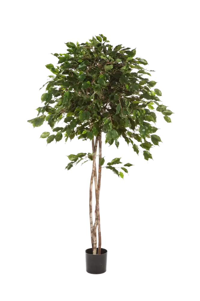 Ficus artificiale - Kathleen | 210 cm