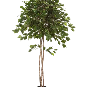 Ficus artificiale - Kathleen | 210 cm