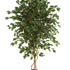 Ficus artificiale - Kim | 150 cm