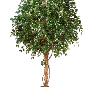 Ficus artificiale - Nero | 360 cm