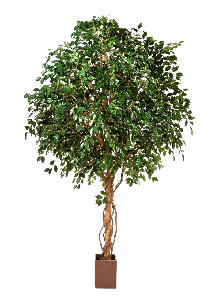 Ficus artificiale - Nero | 360 cm