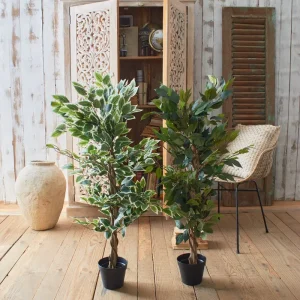 Ficus artificiale Tonga set da 2