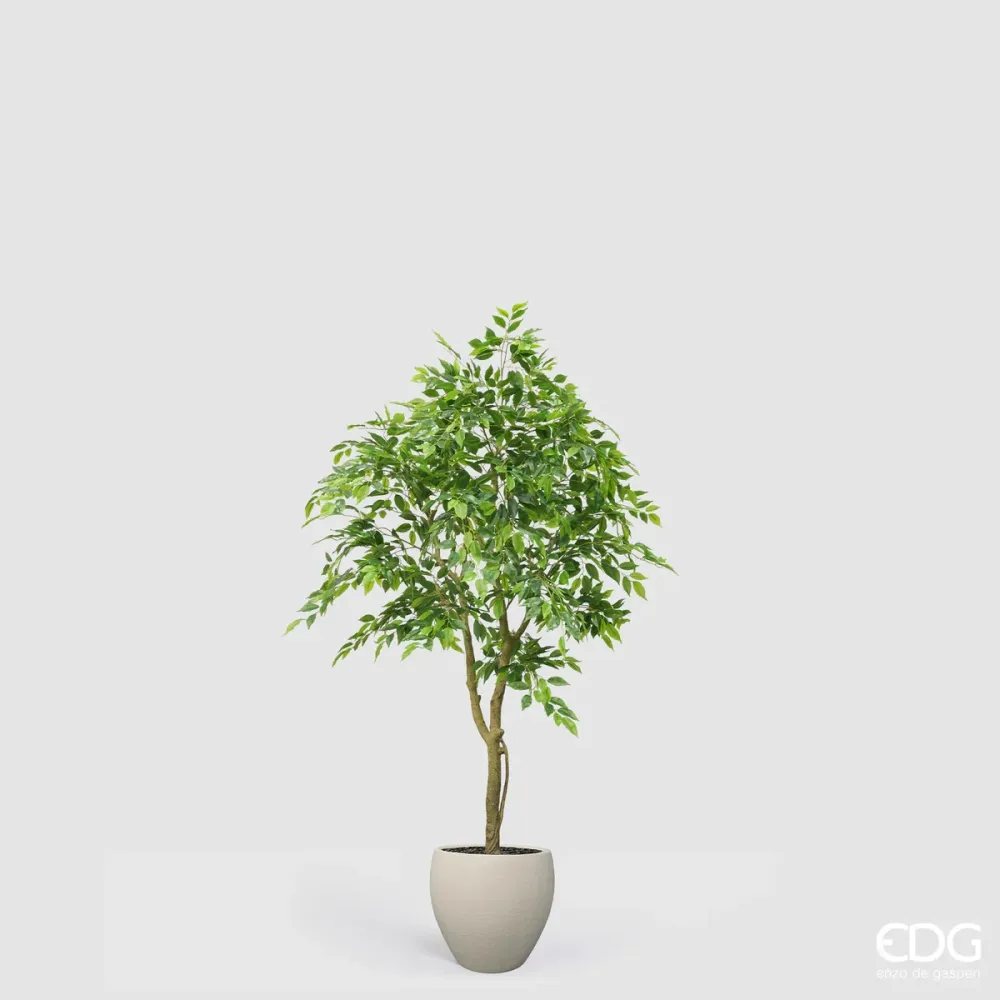 Ficus Beniamino Vogue con vaso
