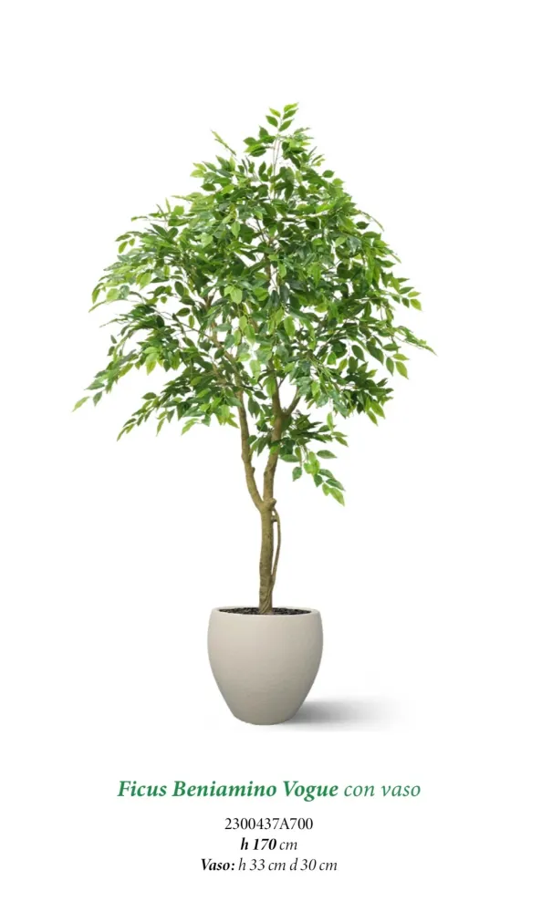 Ficus Beniamino Vogue con vaso